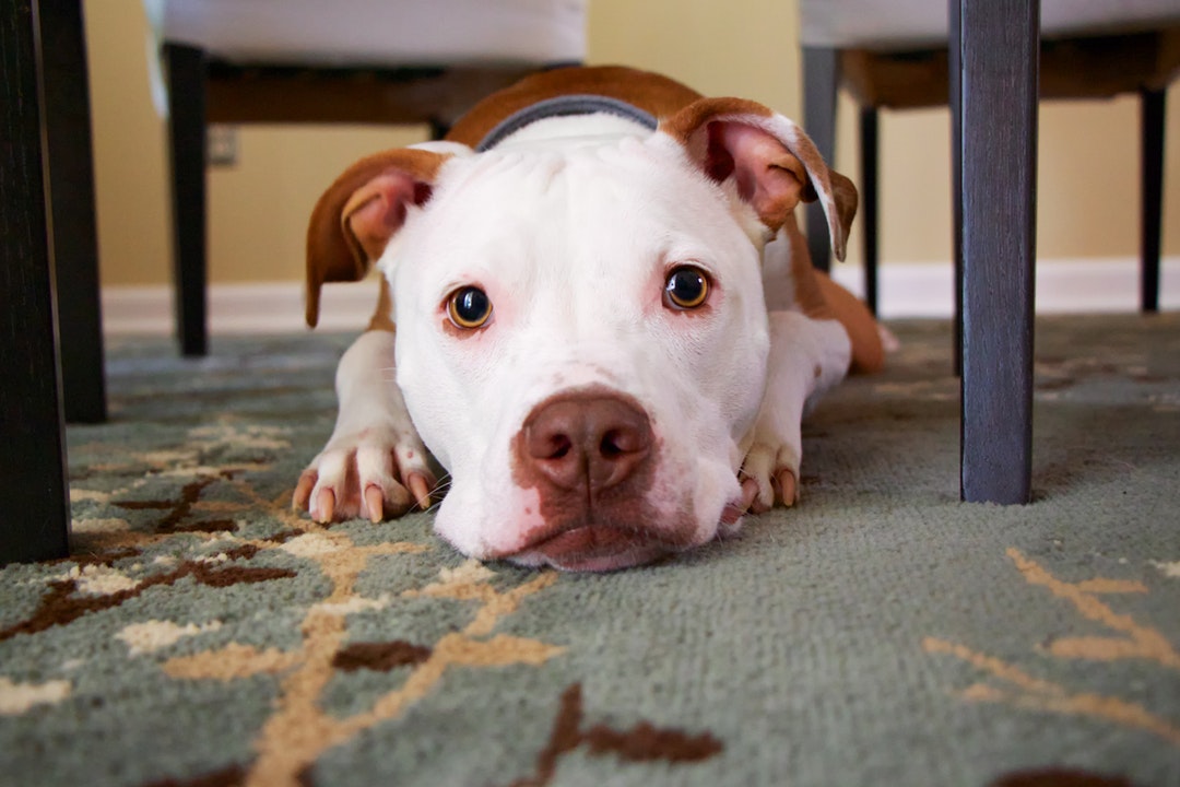 Pros and Cons of Allowing Pets in Your Bethesda, MD Rental Property